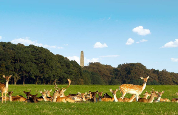 Phoenix Park Dublin, grand parc accessible PMR fauteuil